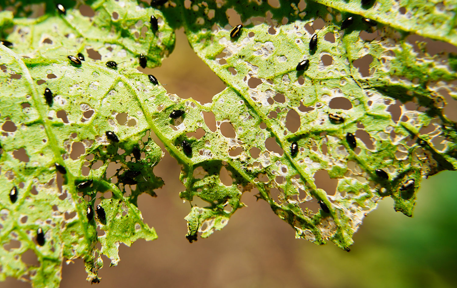 Malattie delle piante: cause e soluzioni