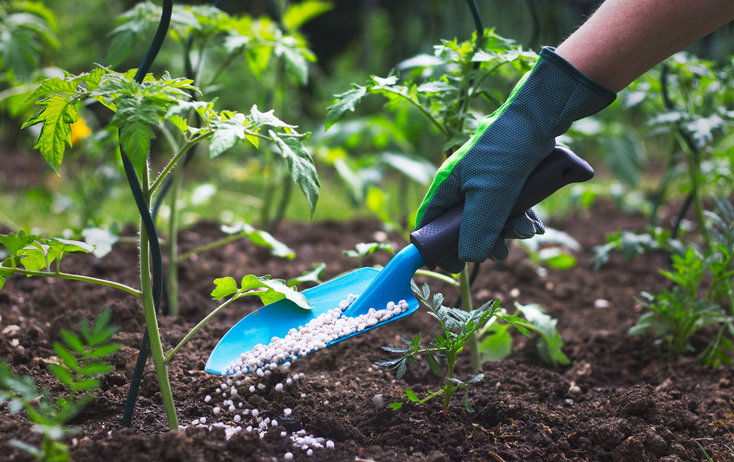 Concimare orto e giardino (i lavori di marzo)