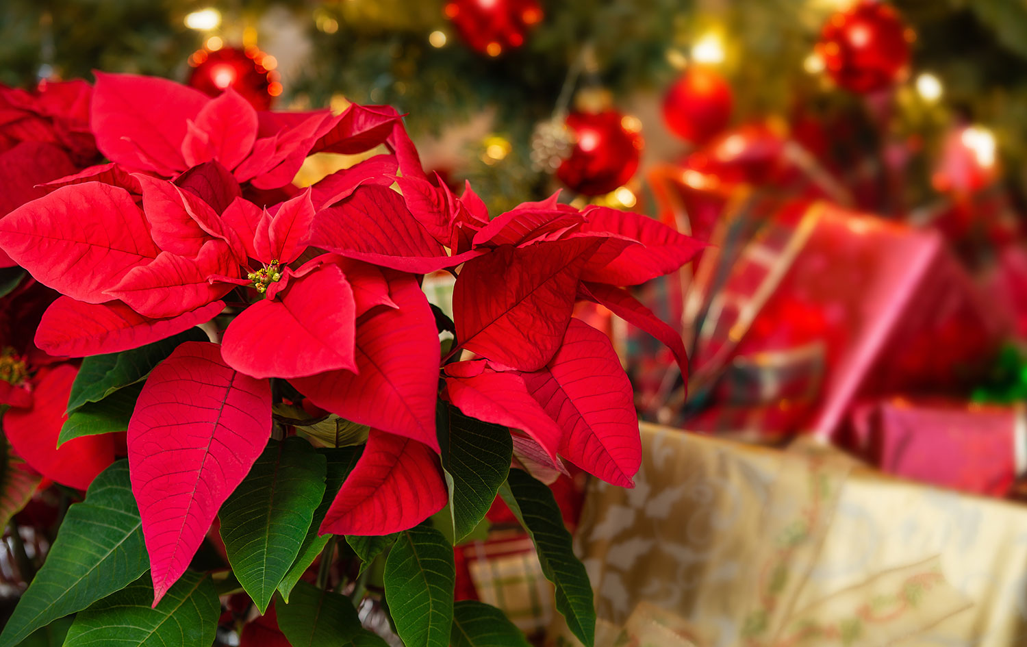 Stella di Natale: Come Curarla e Mantenerla