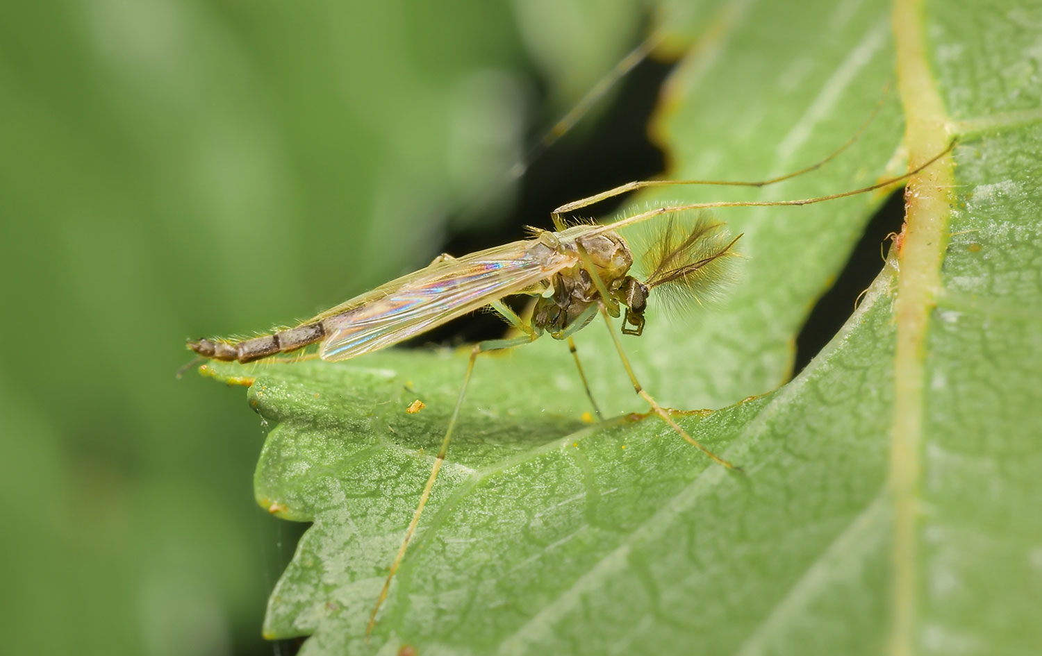 Giardino, terrazzo e balcone anti-insetti