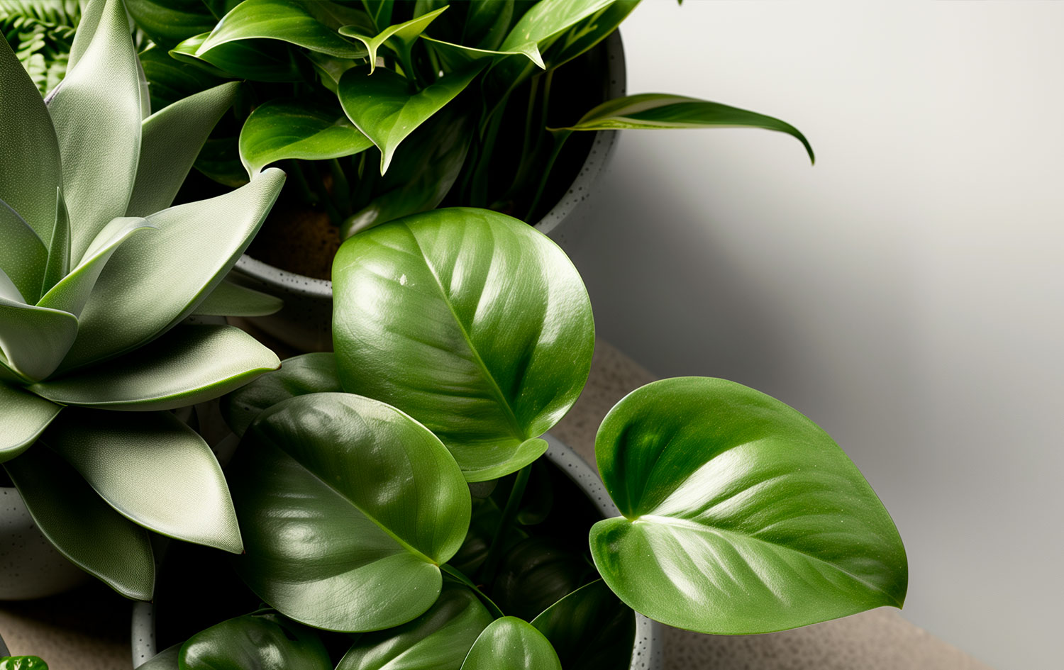 Piante da Interno a Gennaio: Guida per Rivenditori e Garden Center