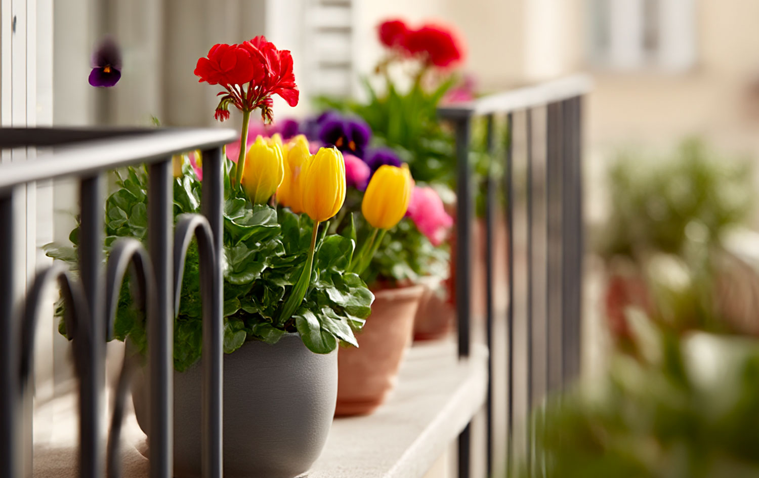 Piante da balcone e terrazzo ad aprile: cosa consigliare ai clienti in Lombardia